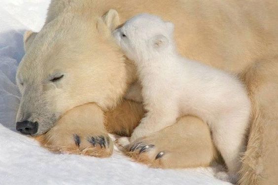 Secrets. - The photo, The Bears, Polar bear, Young, Parents