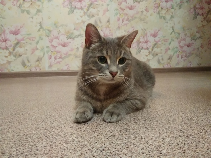 Found CAT - My, cat, Saint Petersburg, Found a cat, Lost, , No rating