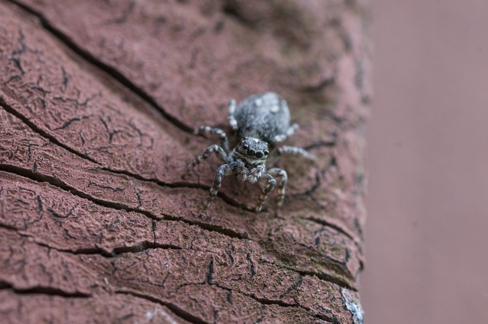 Jumping spider - My, Macro, Spider, Sony alpha 580, Tamron, Macro photography