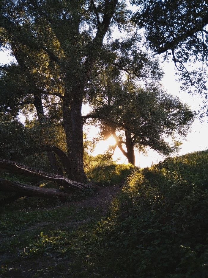 Hello from the Shire - My, The photo, Photo on sneaker, Nature, Summer, Forest, Shire, Lord of the Rings, The hobbit