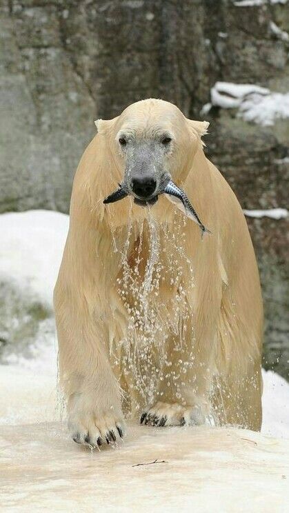 Fisherman. - The photo, The Bears, Polar bear, A fish, Water, Snow