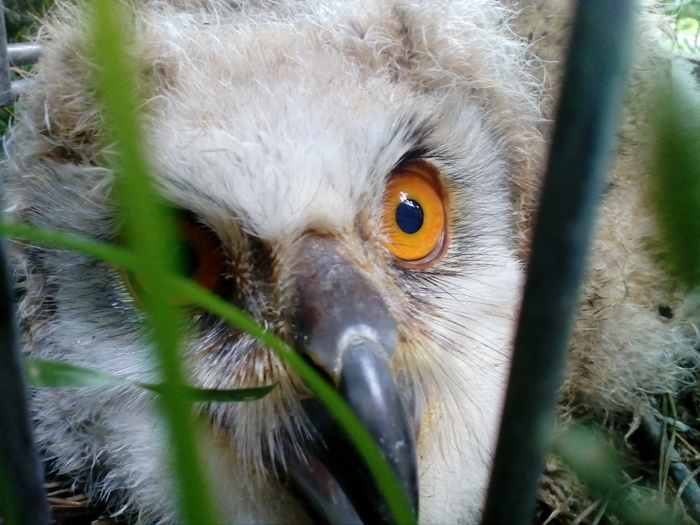 Eagle owl grassy - My, Predator birds, Owl, Chick, , Growing, Owl, Longpost