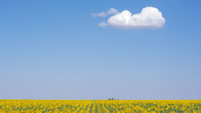 Sunflower, field, blue sky and a cloud! - My, Photographer, Landscape, Field, Sunflower