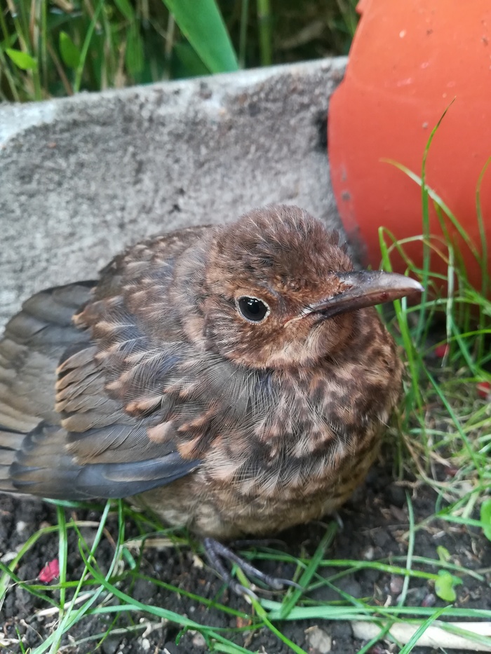 Слёток дрозда Дрозд, Фотография, Длиннопост