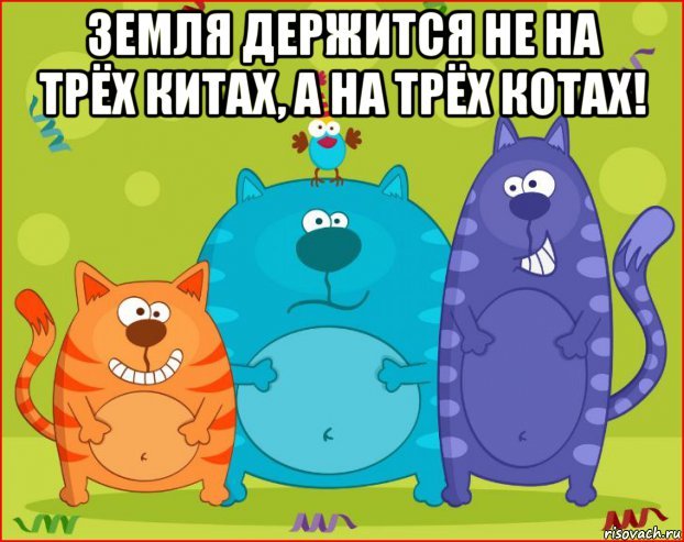 Three cats - cat, Humor