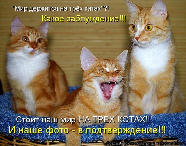 Три кота - Юмор, Кот