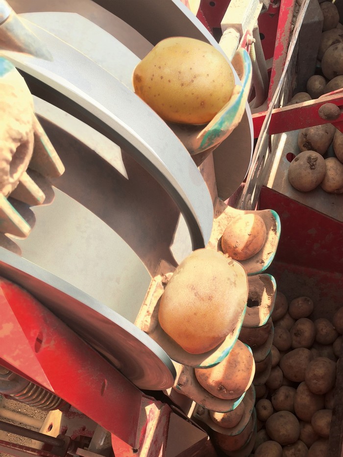 Как выращивают картофель выращивание