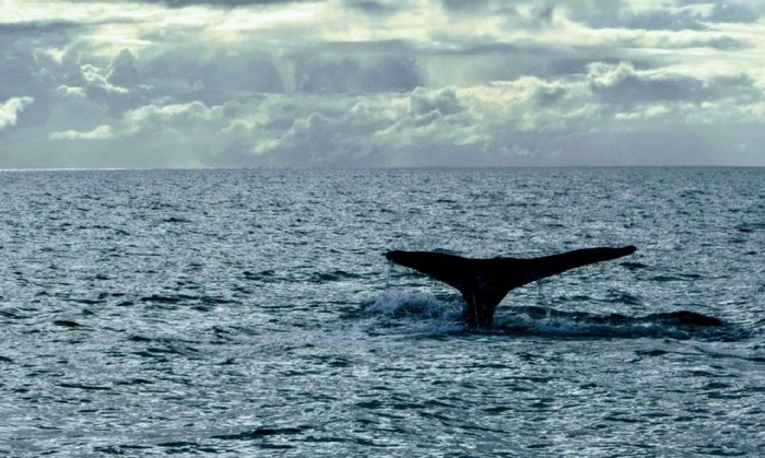 Whale - My, Australia, Ocean, Whale, The photo