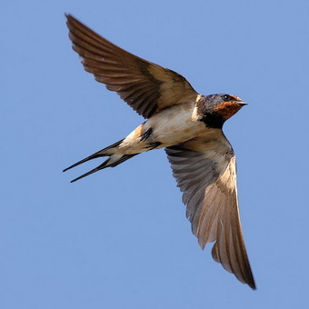 In the Tver region, flayers massively kill swallow chicks. We need maximum publicity! - Birds, No rating, Martin, Flailing, , Negative, Moral freaks, Longpost