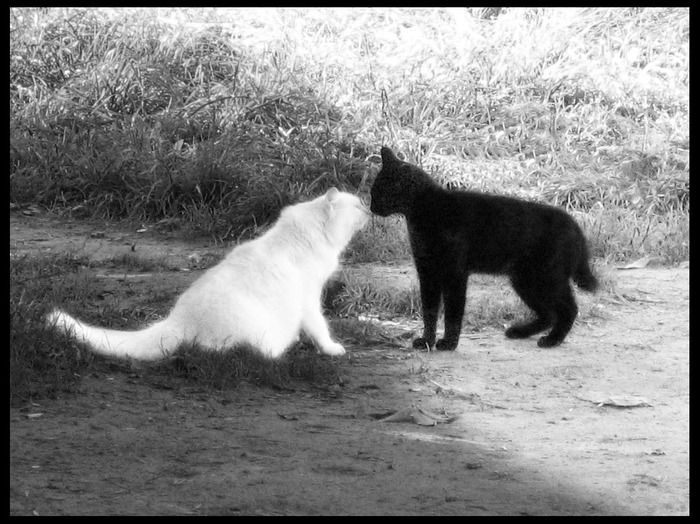 Yin Yang - My, cat, Black and white, 2006, The photo, Milota