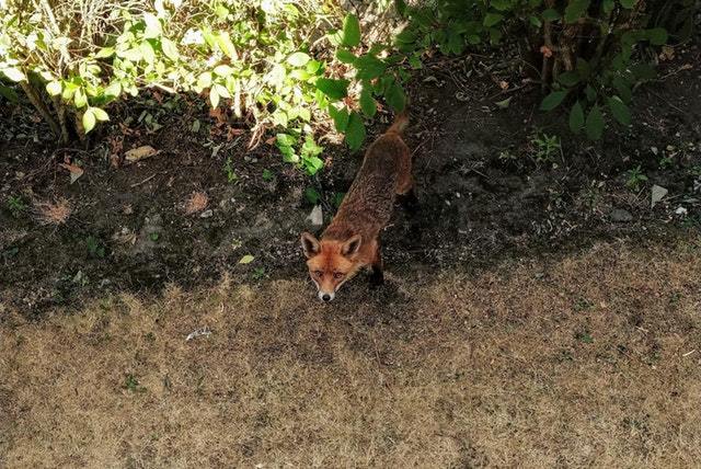 This cutie comes and sits by my window in the evenings - Fox, Animals, Milota, Reddit