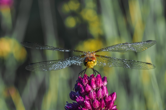 Dragonfly warming up macro photo - My, , Macro, Macro photography