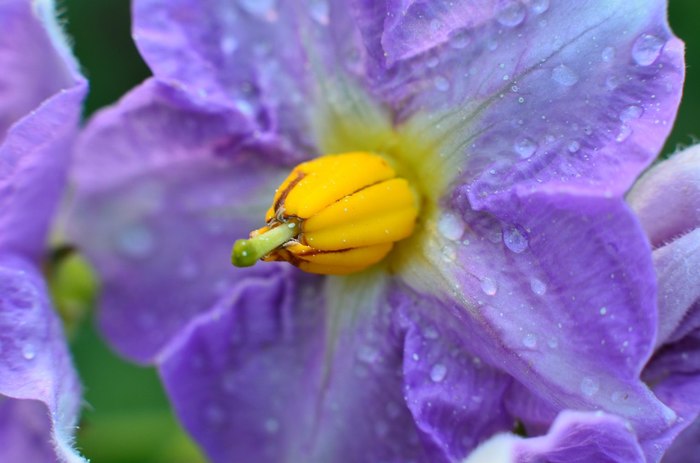 Macro. Potato flower. - My, Macro photography, Beginning photographer, Nikon d5100, Flowers