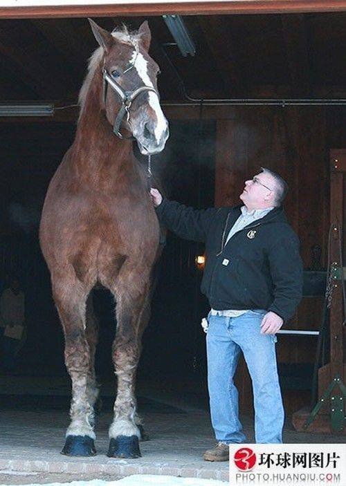 Big Jake is the tallest living horse in the world, listed in the Guinness Book of Records - Horses, , Interesting, Animals, Guinness Book of Records, Longpost, Brabancon