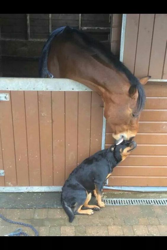 You're my sweetie. - The photo, Horses, Dog, friendship