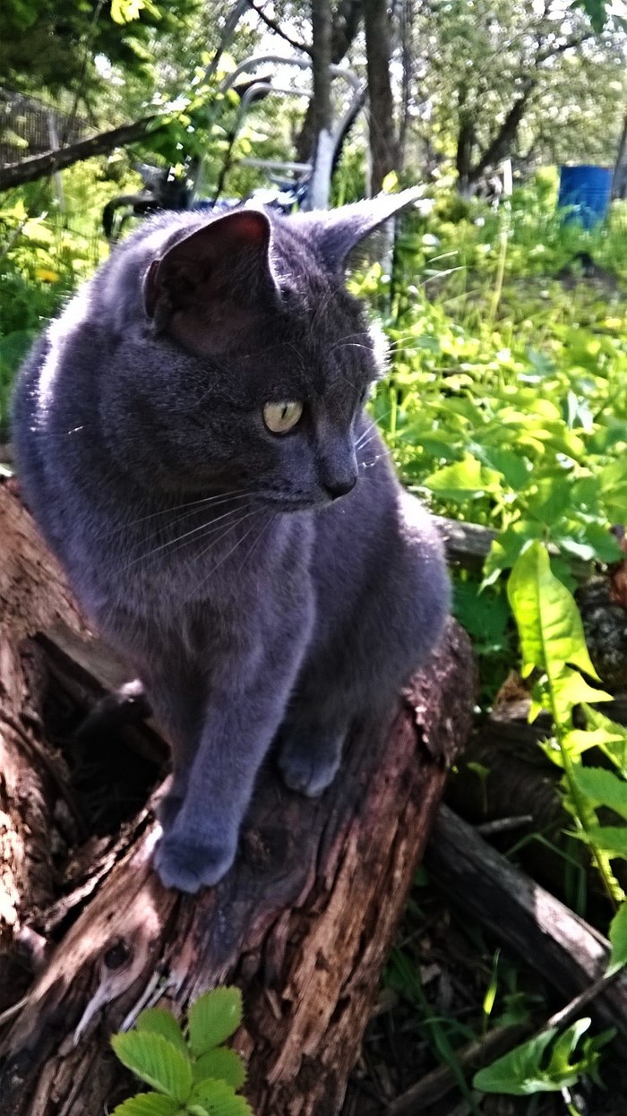 Kitty - My, cat, Nature, handsome cat, Dacha