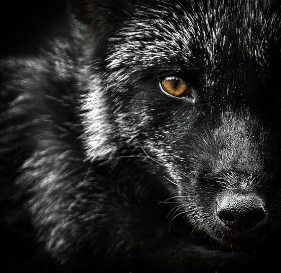 Black magic :) - Fox, Chernoburka, Fur, Animals, Milota