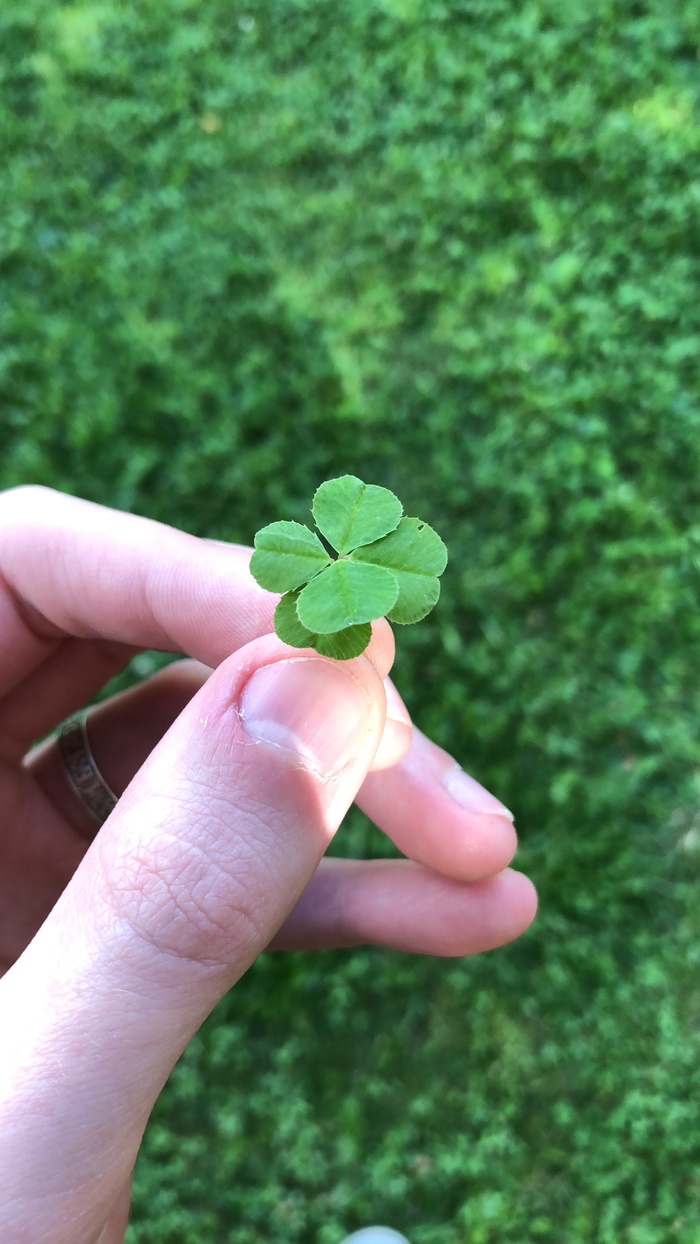 Where is my pot of gold? - Friday tag is mine, Luck, My, Clover