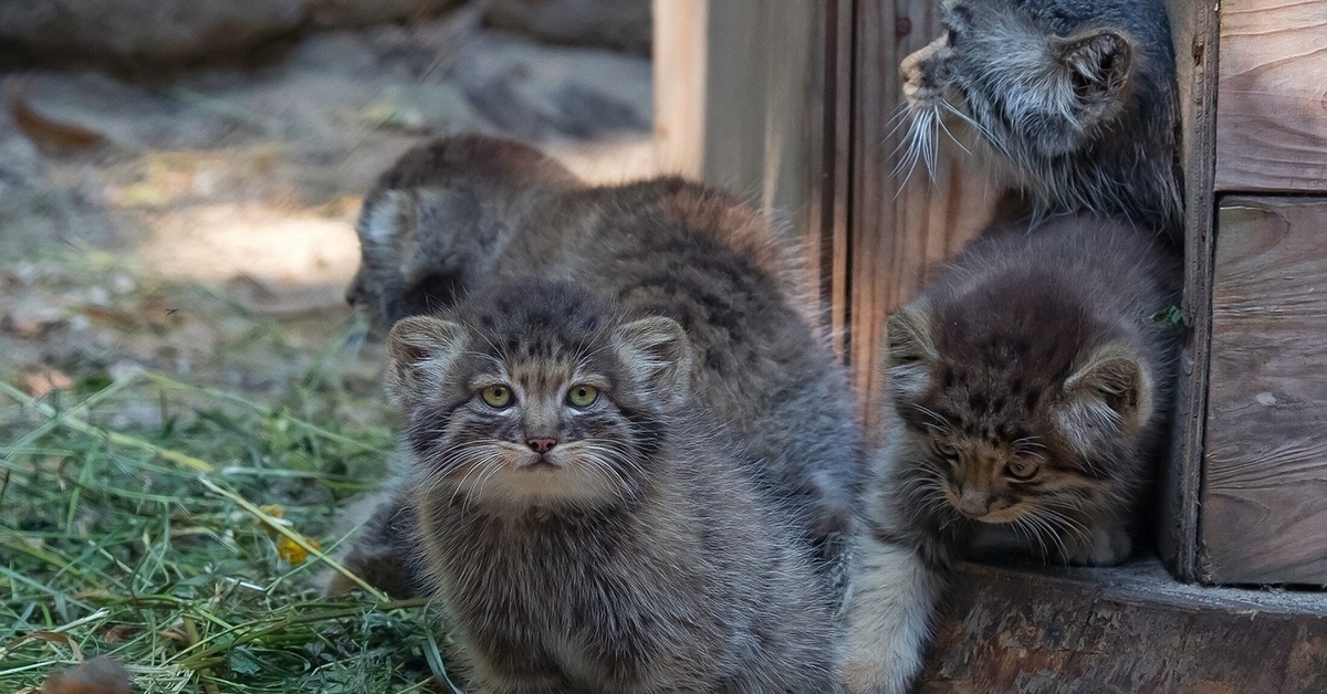 Кошки в зоопарке. Манул Новосибирский зоопарк. Манул котята. Кот Манул в зоопарке Новосибирска. Кот Манул с котятами.