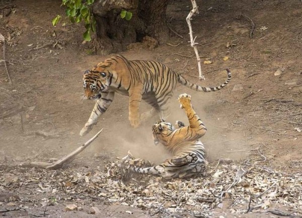 Fights of Indian tigers. - Tiger, The fight, Skirmish, The photo, Nature, Big cats, Longpost