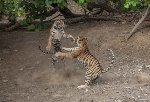 Fights of Indian tigers. - Tiger, The fight, Skirmish, The photo, Nature, Big cats, Longpost