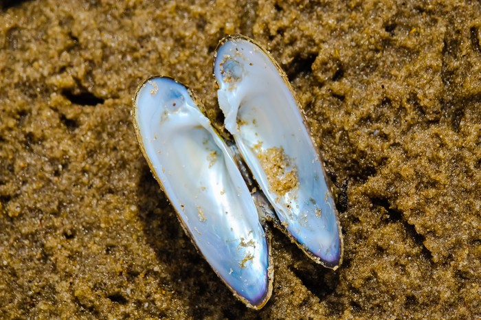 Мир под ногами фотография, длиннопост, Природа