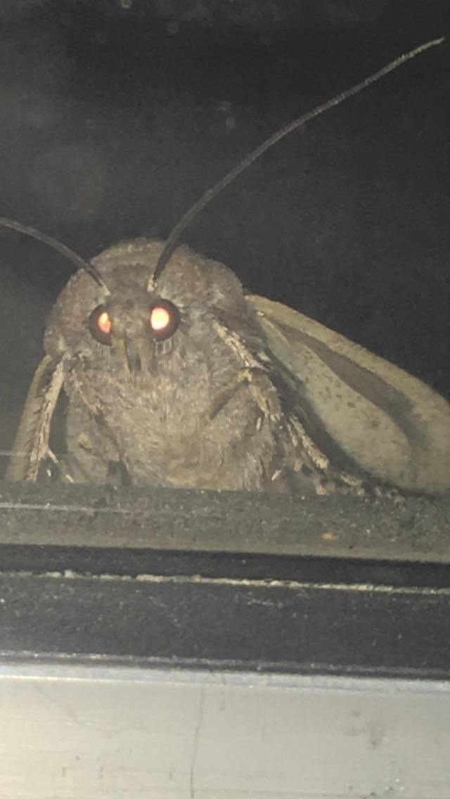 Boy, let me in, I'm a fairy! Trust me! - The photo, Insects, Moth, Window, Horror, Reddit