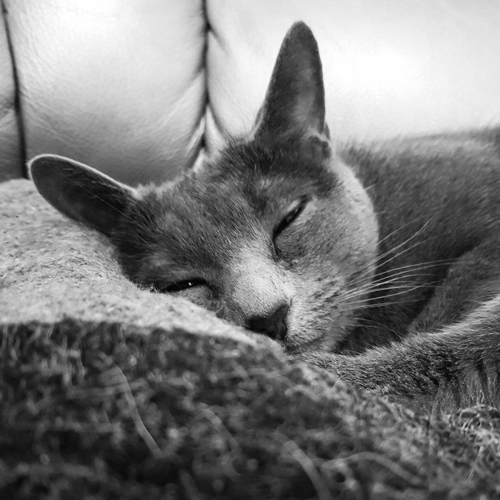St. Petersburg, I will give the cat in good hands [The cat has found a new home] - My, Saint Petersburg, Russian blue, No rating, Longpost, cat, In good hands, Looking for a master