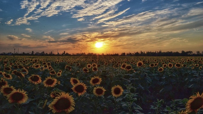 Sunset. - My, Sunset, The photo, The sun, Sunflower