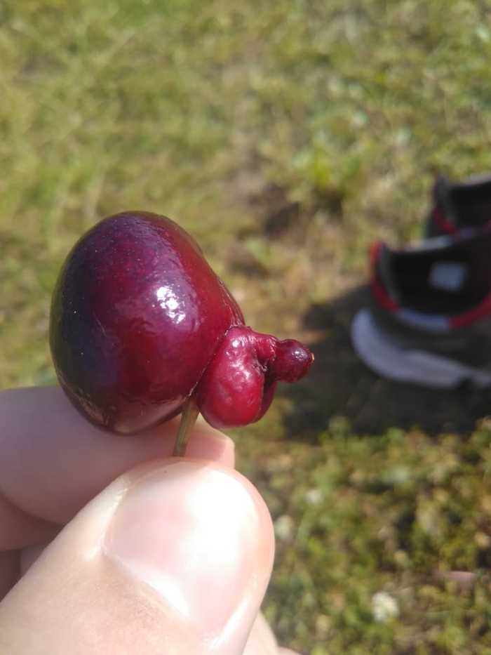 Congratulations! You have a boy! - NSFW, My, Summer, Cherries, Boy, The photo