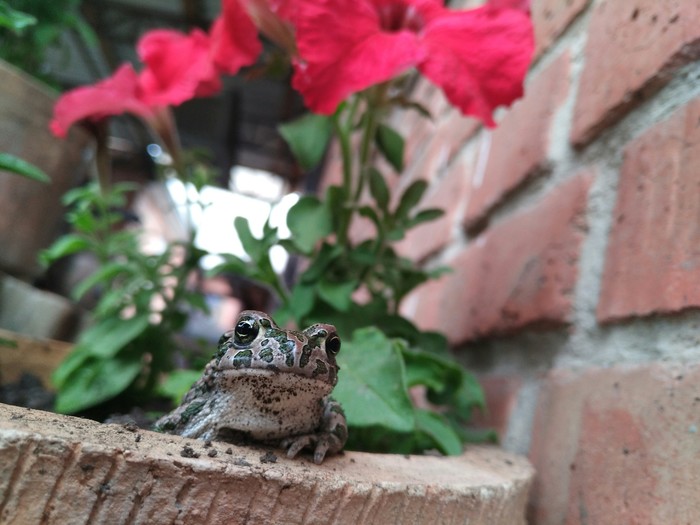 Toad - My, The photo, Frogs, Photo on sneaker