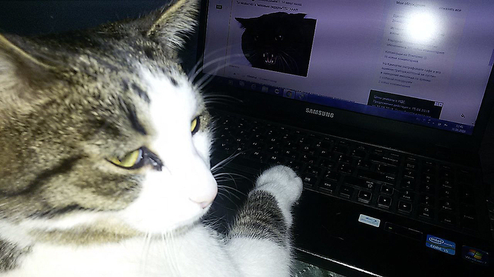 Meeting website. Looking for a girl - Catomafia, cat, In the animal world, Pets, My, Animals