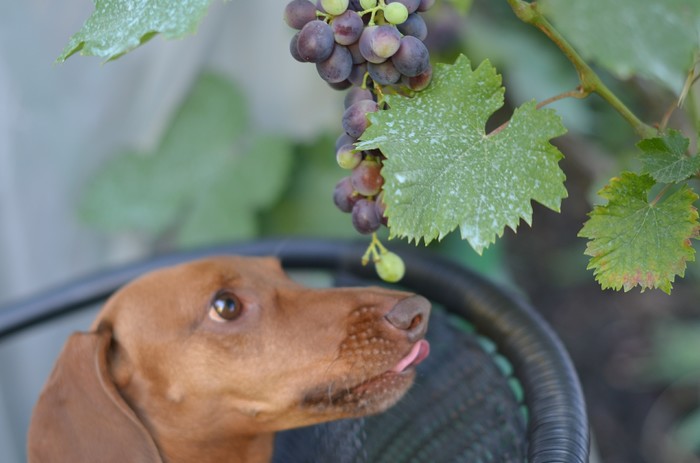 Fox and grapes - My, Dog, The photo, Grape, Pet, Longpost, Pets