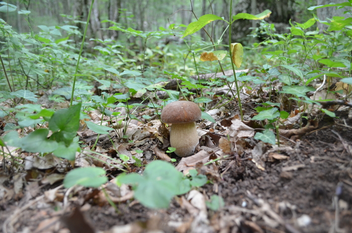 Crimean mushrooms. - My, Mushrooms, Crimea, Grand Canyon of Crimea, Longpost