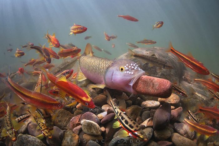 Рыба строит гнездо из камней, ручей в западной Вирджинии, фото Isaac Szabo
