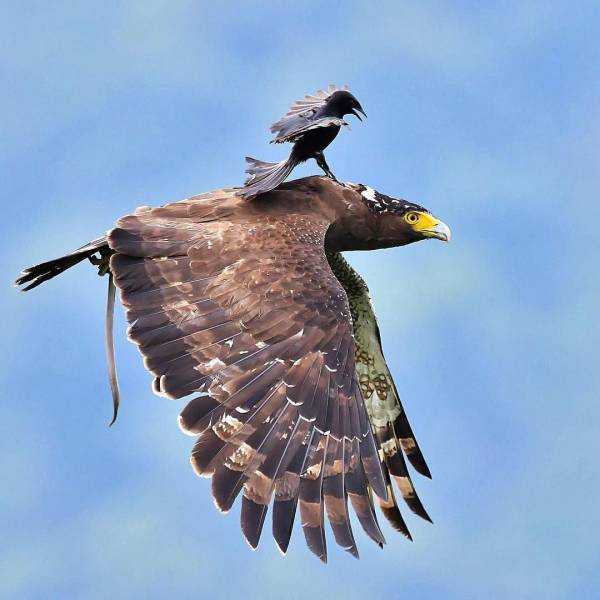 wing - Eagle, , Resourcefulness, , Birds, The photo, Tag