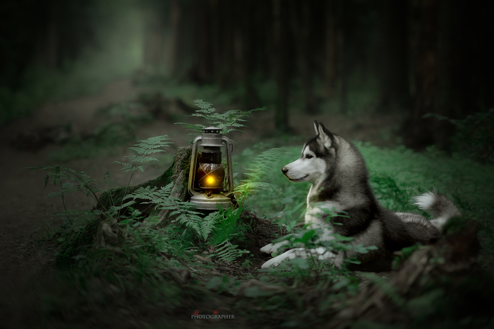 Doglamp: A Good Boy Expects Amazing Stories - Husky, Лампа, Milota, The photo, , Dog