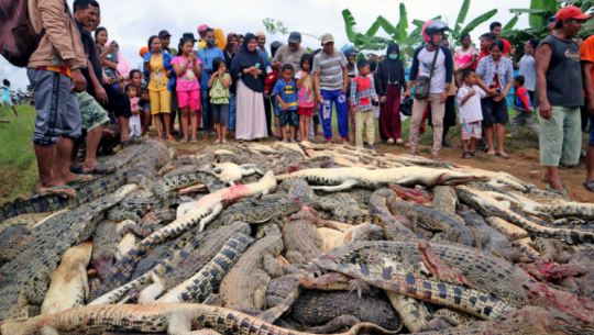 Indonesia kills 292 crocodiles in retaliation - Death, Crocodile, Revenge, Indonesia, Link, Crocodiles