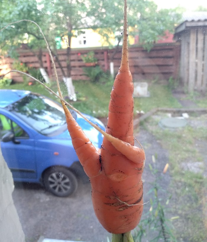 When even a carrot is in the subject - My, Summer, Dacha, Garden, Carrot, Deb, Memes