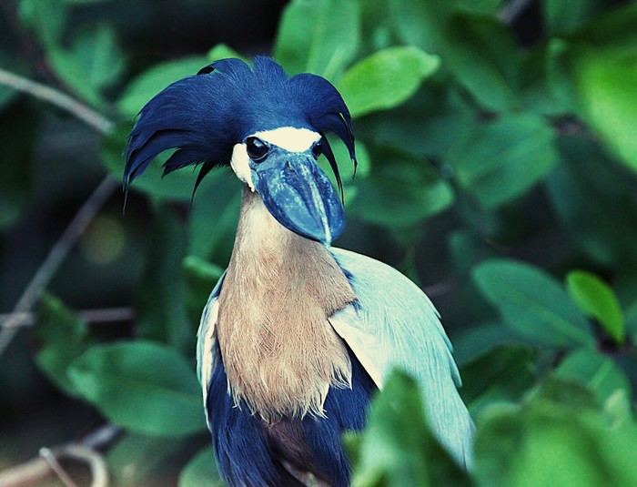 An unusual bird called the shuttlebill - Birds, Ornithology, Interesting, Unusual, Article, Nature, Biology, Longpost