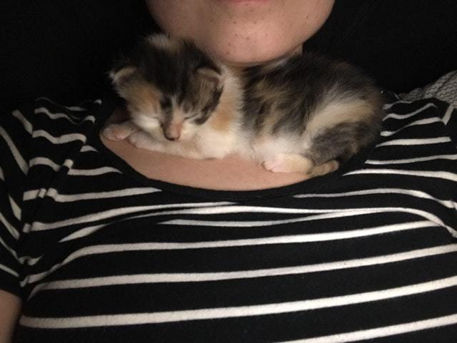 My girlfriend's kitten loves to snuggle under her neck - cat, Catomafia, Animals, Pets, Milota, Reddit