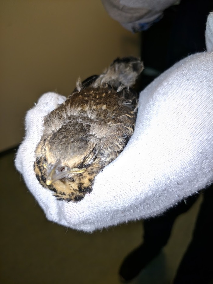 Saved a thrush chick from a cat's paws ^^ - Longpost, Happy end, , Animal Rescue, , Chick, Thrush, My