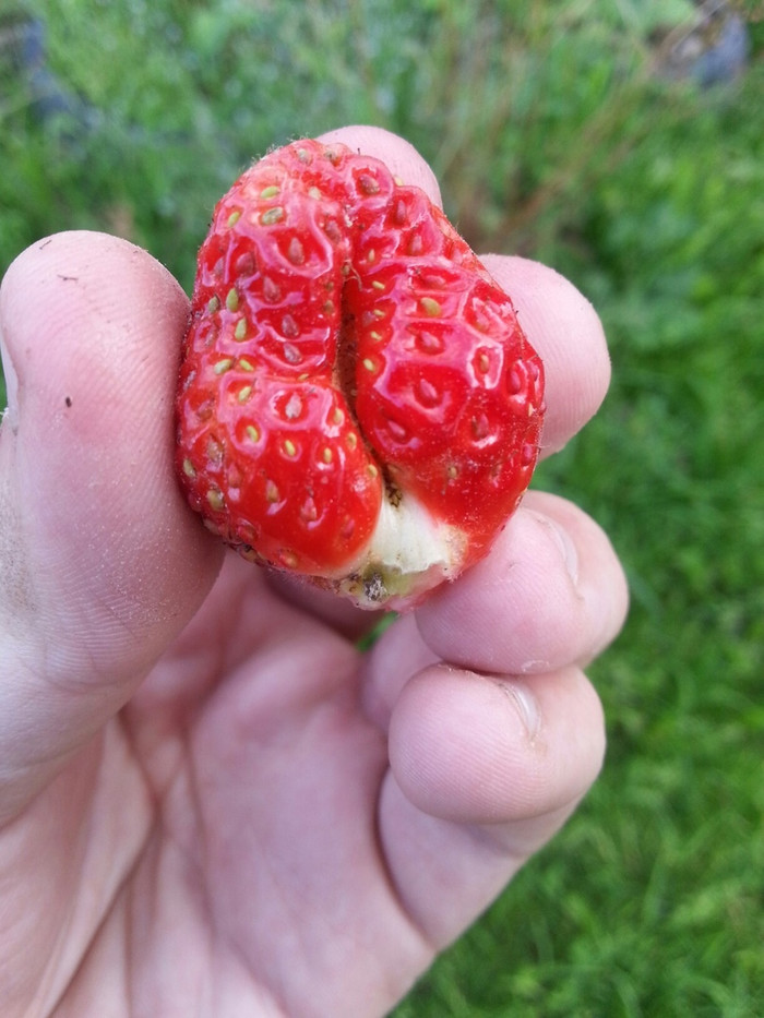 Strawberry with a surprise - My, Strawberry, Summer, Secret, Joke, Humor, Fantasy, Strawberry (plant)