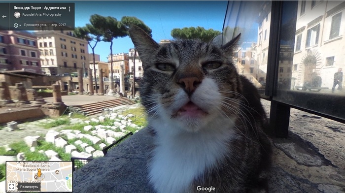 The cat is on Google Maps. - Google maps, cat