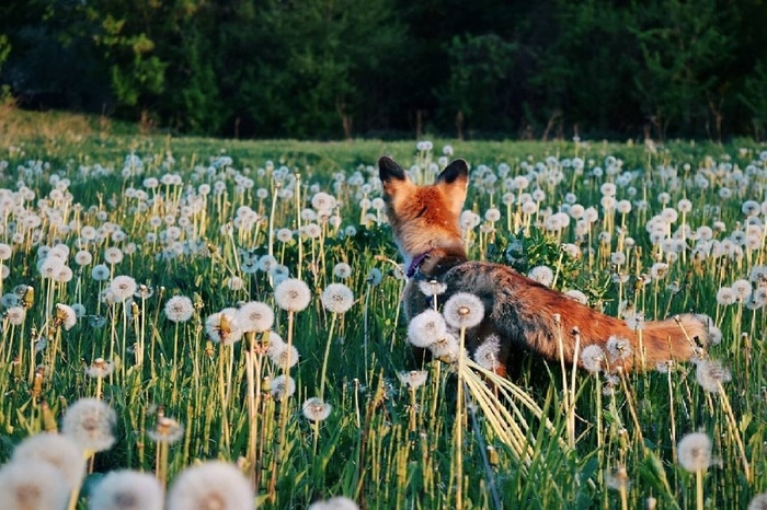 Chanterelle in dandelions ^_^ - Fox, Animals, Field, Dandelion, Nature, Milota, Domestic fox, The photo