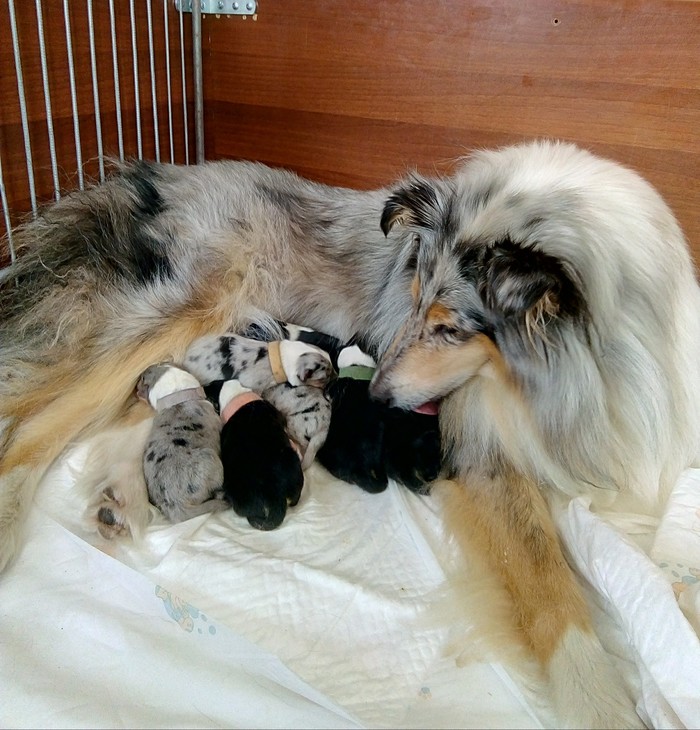 Ledunya became a mother - My, Collie, Pets, Dog, Puppies, Longpost