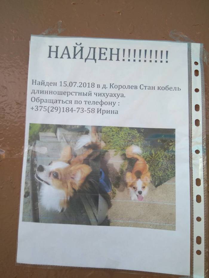 Found a dog. - Found a dog, Republic of Belarus