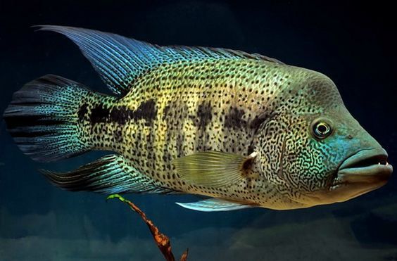 Who can help identify the cichlid? - Aquarium fish, Cichlids