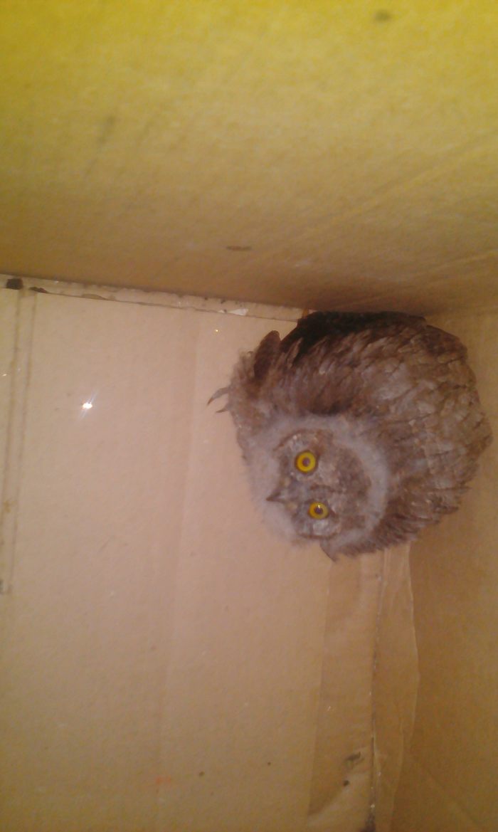 Нашли совёнка. Кто подскажет что делать.