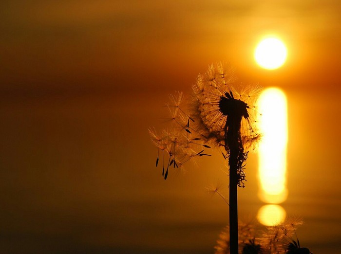 Zakatnoye - My, Dandelion, Sunset